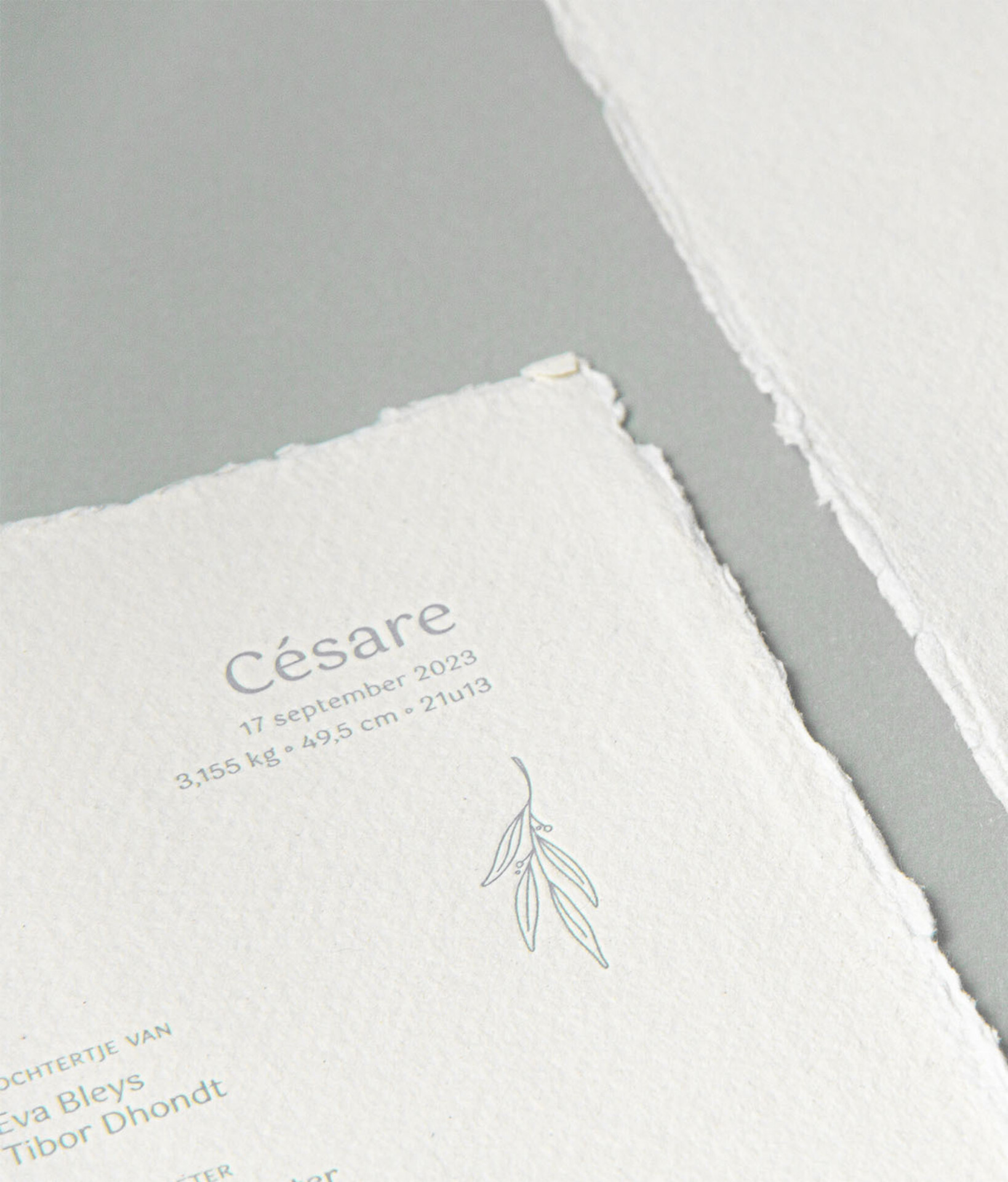 Césare D Project Oplinus HEAD